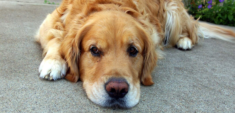 5 meilleurs suppléments de glucosamine pour chiens en 2025