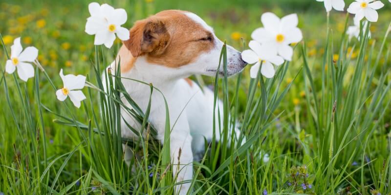 5 meilleurs suppléments pour soulager les démangeaisons et les allergies pour chiens en 2025