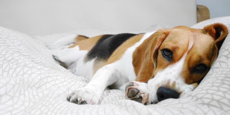 5 meilleurs probiotiques pour chiens en 2025